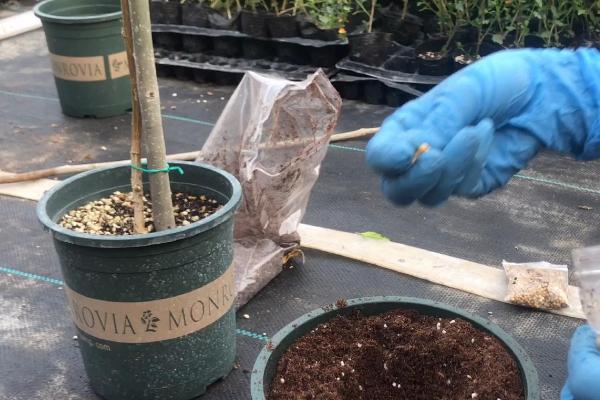 木槿花怎么扦插，深度要达到5厘米