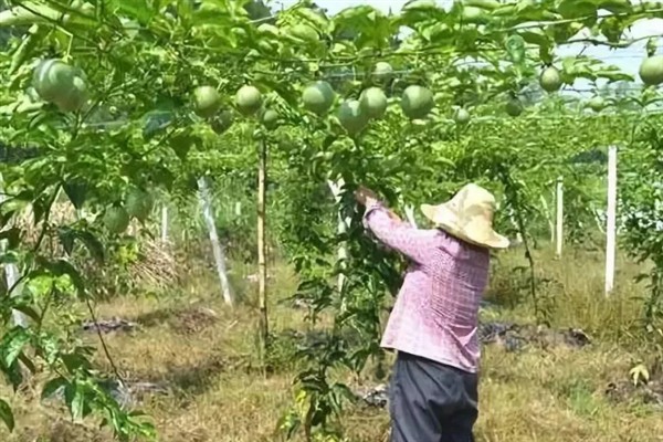 百香果挂果多久才能熟，挂果70-90天才会成熟