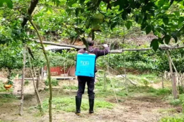 百香果挂果多久才能熟，挂果70-90天才会成熟
