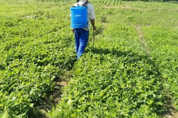 花生苗出现黄叶怎么办，缺少钾元素可亩施20公斤钾肥