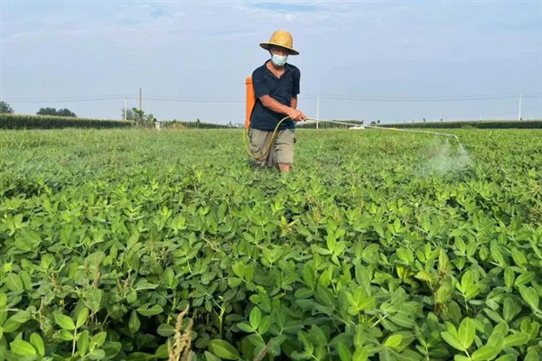 花生苗出现黄叶怎么办，缺少钾元素可亩施20公斤钾肥