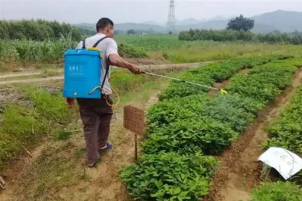 花生苗出现黄叶怎么办，缺少钾元素可亩施20公斤钾肥