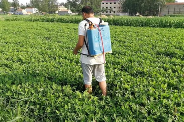 花生苗出现黄叶怎么办，缺少钾元素可亩施20公斤钾肥