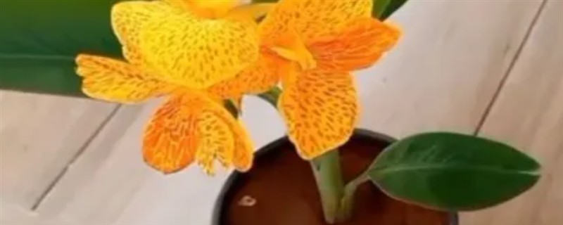 美人蕉有什么特点，每年在3-12月份时开花