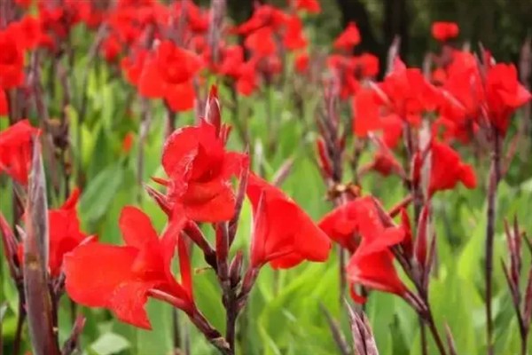 美人蕉有什么特点,每年在3-12月份时开花