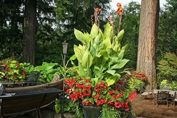 美人蕉有什么特点,每年在3-12月份时开花