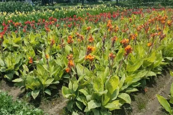 美人蕉有什么特点,每年在3-12月份时开花