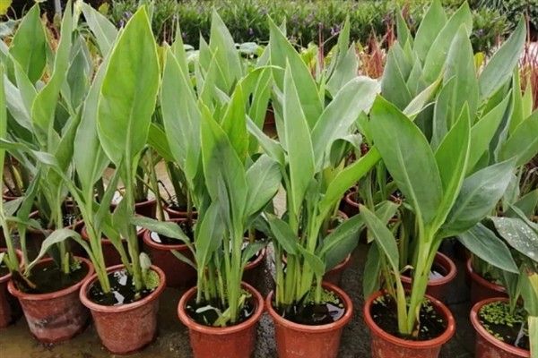 美人蕉有什么特点,每年在3-12月份时开花