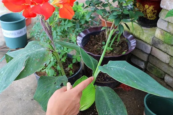 美人蕉有什么特点,每年在3-12月份时开花