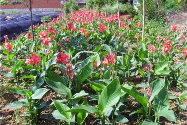 美人蕉有什么特点,每年在3-12月份时开花