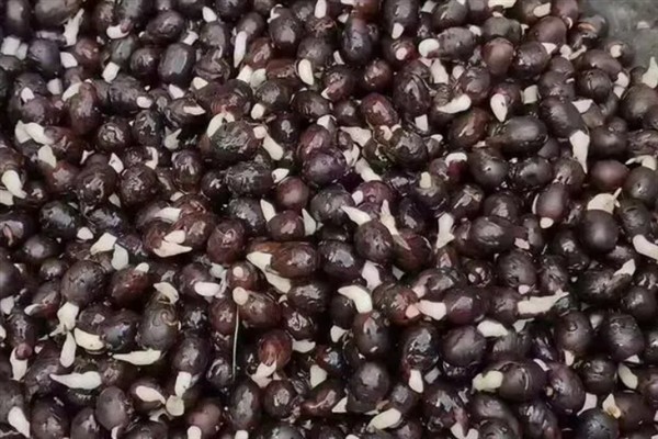 美人蕉有什么特点,每年在3-12月份时开花