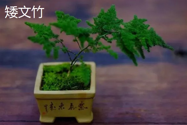 矮文竹和文竹的区别，外形、叶片、种子都不同