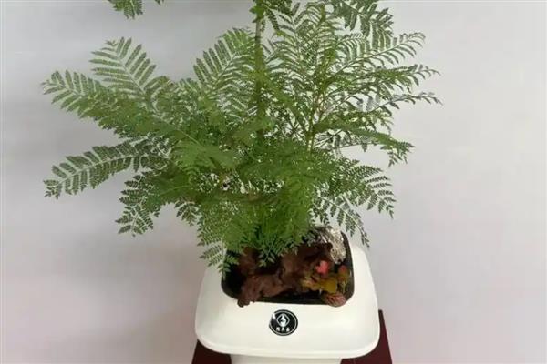 蓝花楹的修剪方法，生长期要剪除内膛枝和密集枝