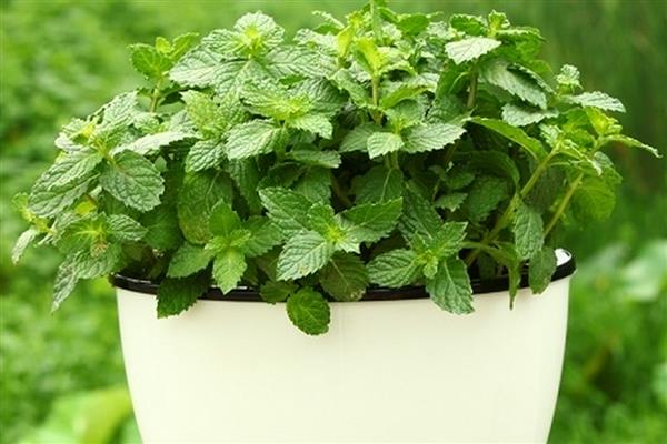 薄荷盆栽的养殖方法，适合放在阳光充足的地方养护
