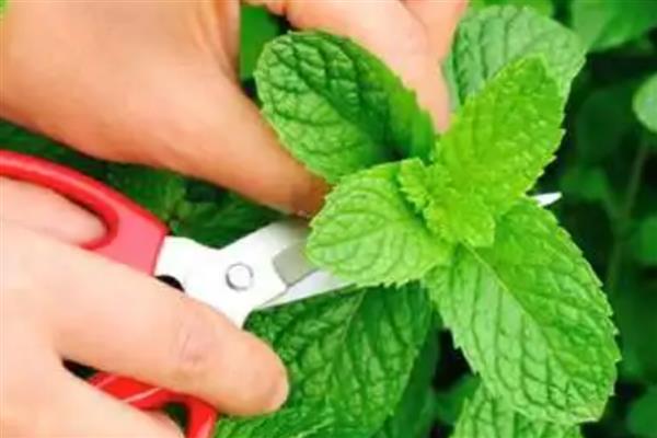 薄荷盆栽的养殖方法，适合放在阳光充足的地方养护