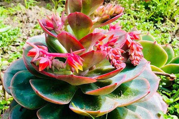玉蝶开花需要剪吗，是否需要修剪取决于自己