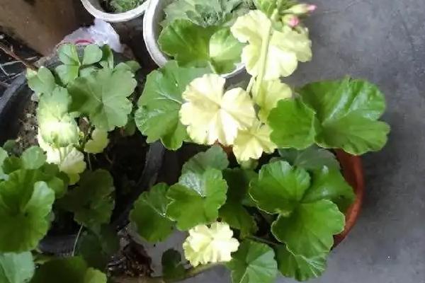 花卉为什么掉叶子，主要是通风差、过度浇水等原因引起