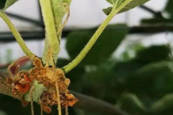 猕猴桃疫霉病的发病条件，病菌通过根颈伤口侵染皮层而引起