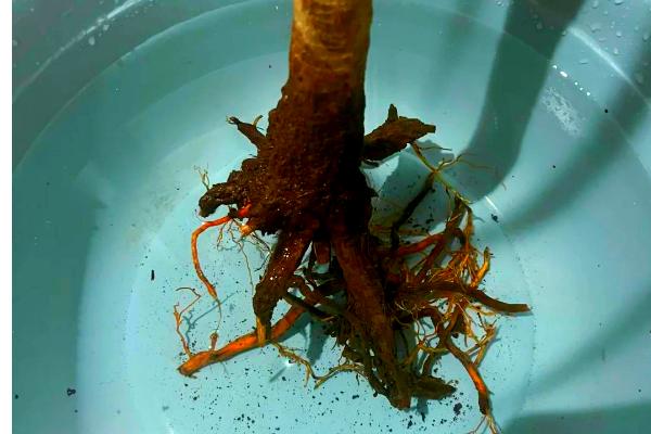 怎么提高黑老虎的成活率，要在土壤解冻后至苗木萌芽前栽植