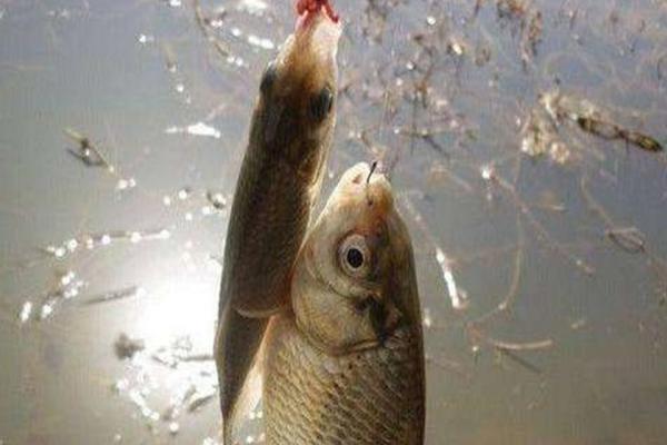 冬天钓鲫鱼钓深还是钓浅，以钓深为主