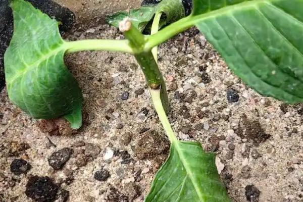 怎么提高黑老虎的成活率，要在土壤解冻后至苗木萌芽前栽植
