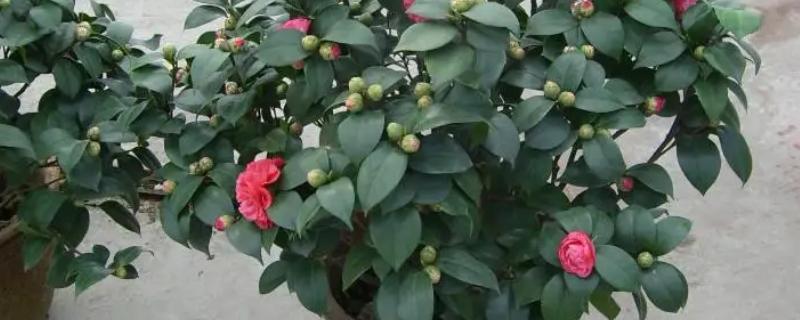 茶花为什么掉花朵，主要是水肥不当、温度不适等原因引起