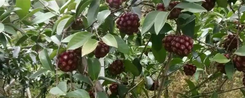 怎么提高黑老虎的成活率，要在土壤解冻后至苗木萌芽前栽植