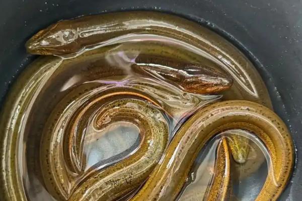 黄鳝如何处理干净，用开水将黄鳝烫死后再破肚