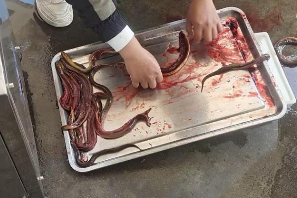 黄鳝如何处理干净，用开水将黄鳝烫死后再破肚
