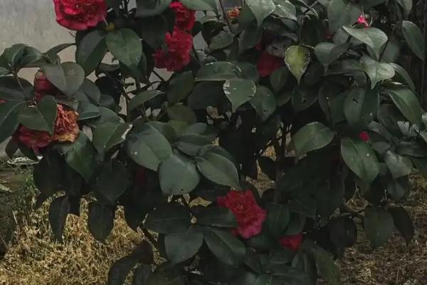 茶花为什么掉花朵，主要是水肥不当、温度不适等原因引起