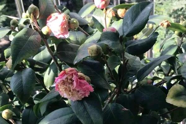 茶花为什么掉花朵，主要是水肥不当、温度不适等原因引起