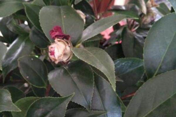 茶花为什么掉花朵，主要是水肥不当、温度不适等原因引起