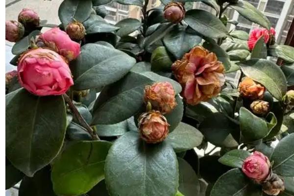 茶花为什么掉花朵，主要是水肥不当、温度不适等原因引起