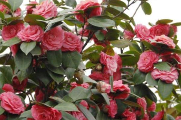 茶花为什么掉花朵，主要是水肥不当、温度不适等原因引起