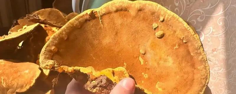 桑黄菌的种植方法，适合在每年2月份种植
