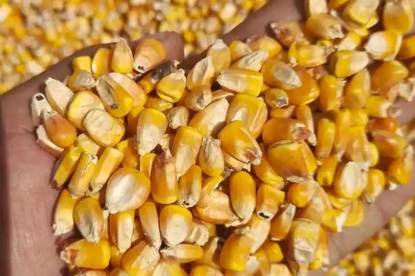 玉米的种植方法,1亩地大概种植5000株左右