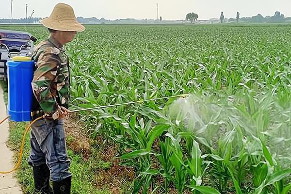 玉米的种植方法,1亩地大概种植5000株左右