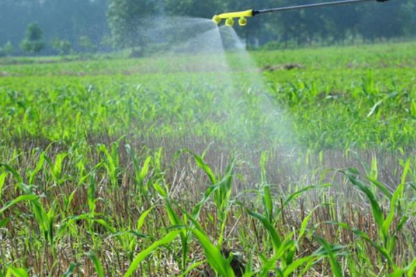 玉米的种植方法,1亩地大概种植5000株左右