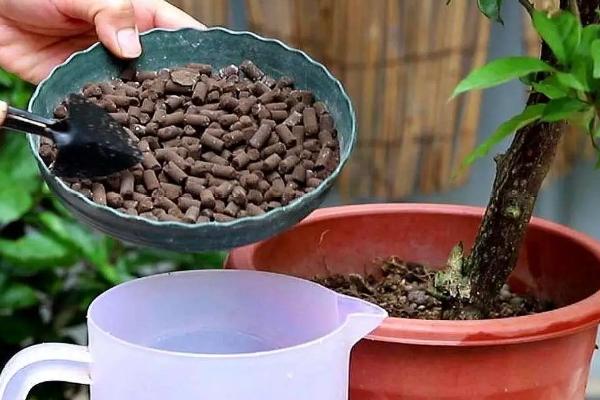 冬天给花换盆应注意些什么，要采取控温保暖的措施