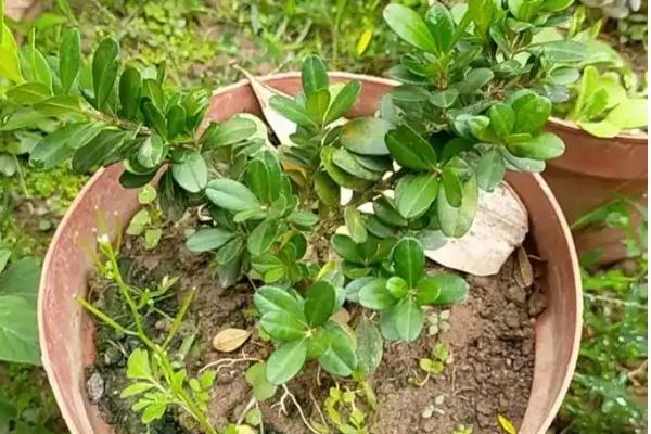 让麒麟花生根的方法，添加生根水可促进新根发育