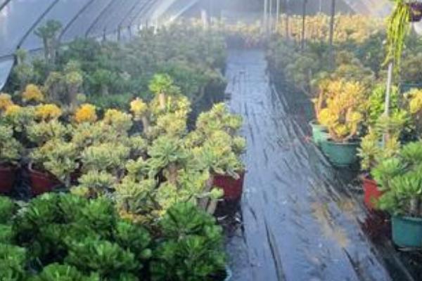 让麒麟花生根的方法，添加生根水可促进新根发育