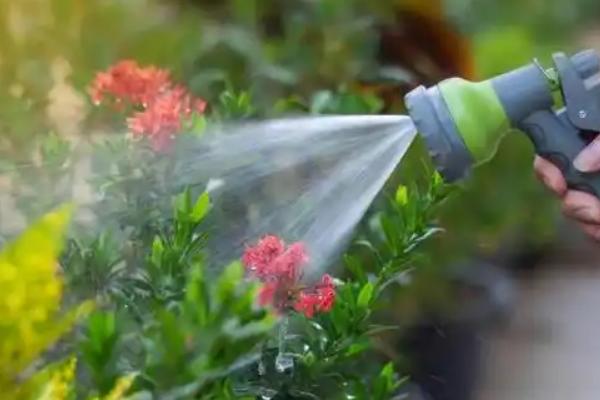 硫酸亚铁适合浇哪些花，适合米兰、吊兰、白兰花等