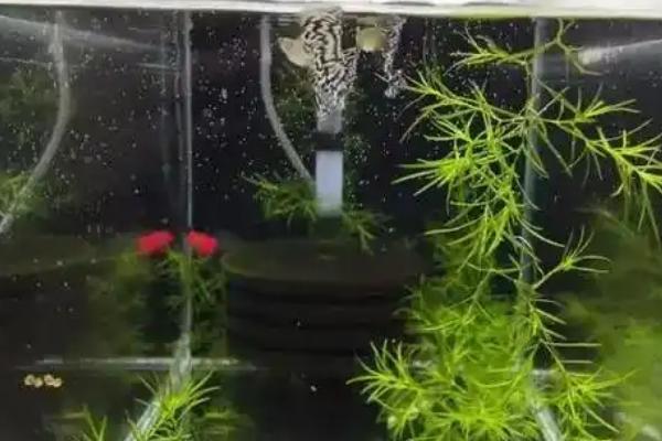 孔雀鱼烧尾与烂尾有什么区别，前者尾巴上似乎有血状物、后者尾边会变白