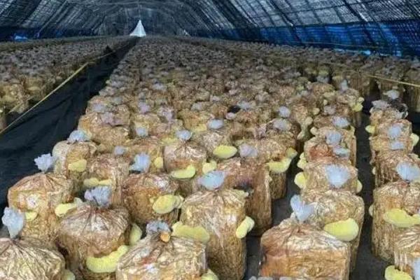 桑黄菌的种植方法，适合在每年2月份种植