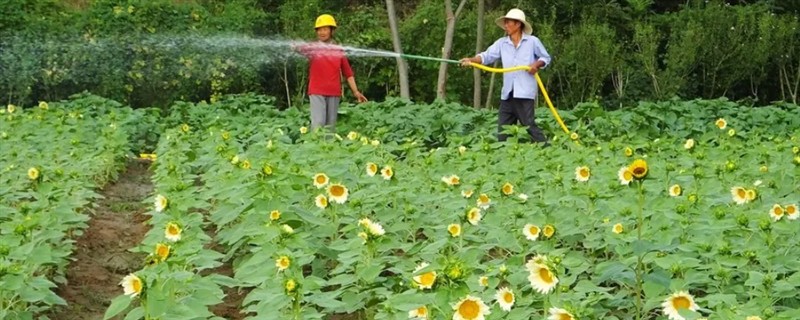 向日葵花怎么养，要及时为向日葵补充水分