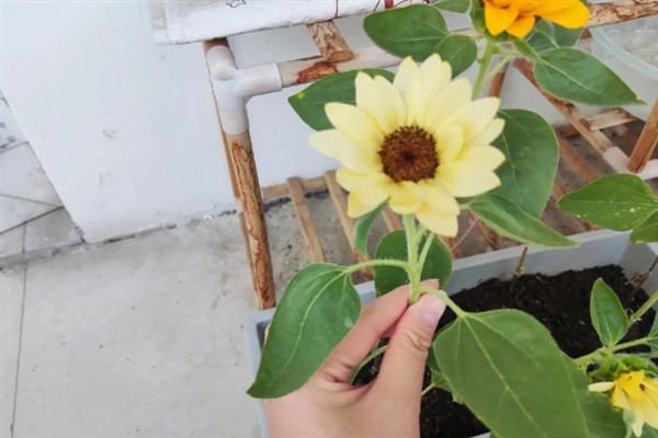 向日葵花怎么养，要及时为向日葵补充水分