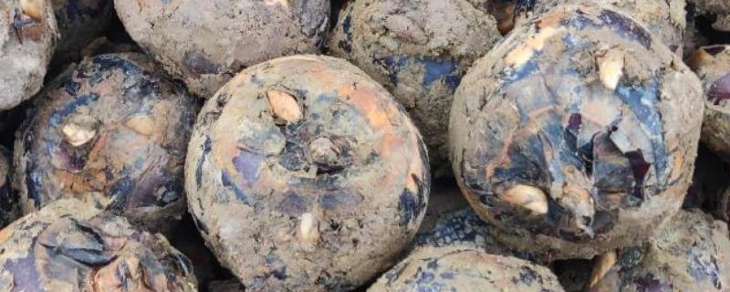 马蹄的产地，安徽省庐江县白湖镇盛产高品质荸荠