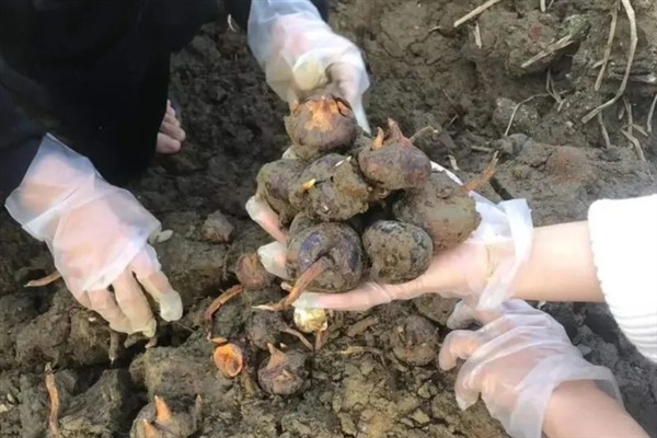 马蹄的产地，安徽省庐江县白湖镇盛产高品质荸荠