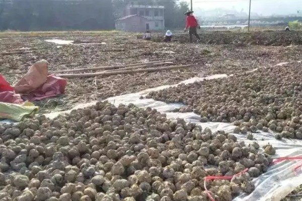 马蹄的产地，安徽省庐江县白湖镇盛产高品质荸荠