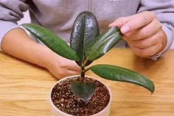 橡皮树多久浇一次水，春秋两季每3-5天浇水一次
